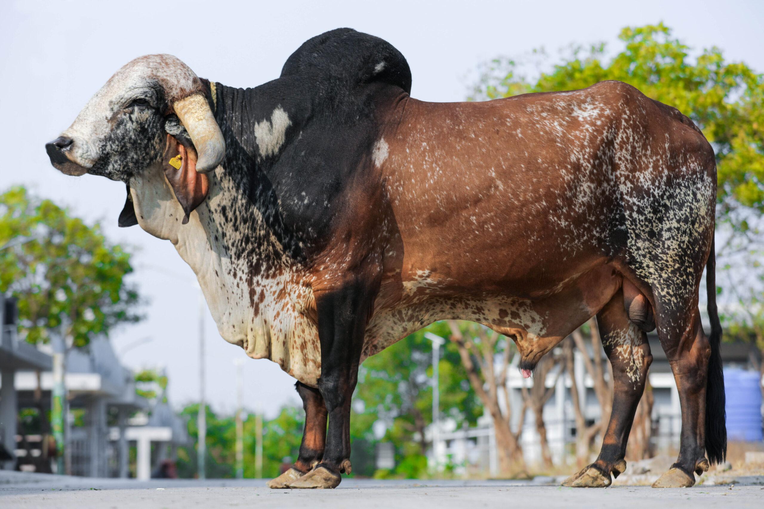 Pure Gir sire — station photograph
