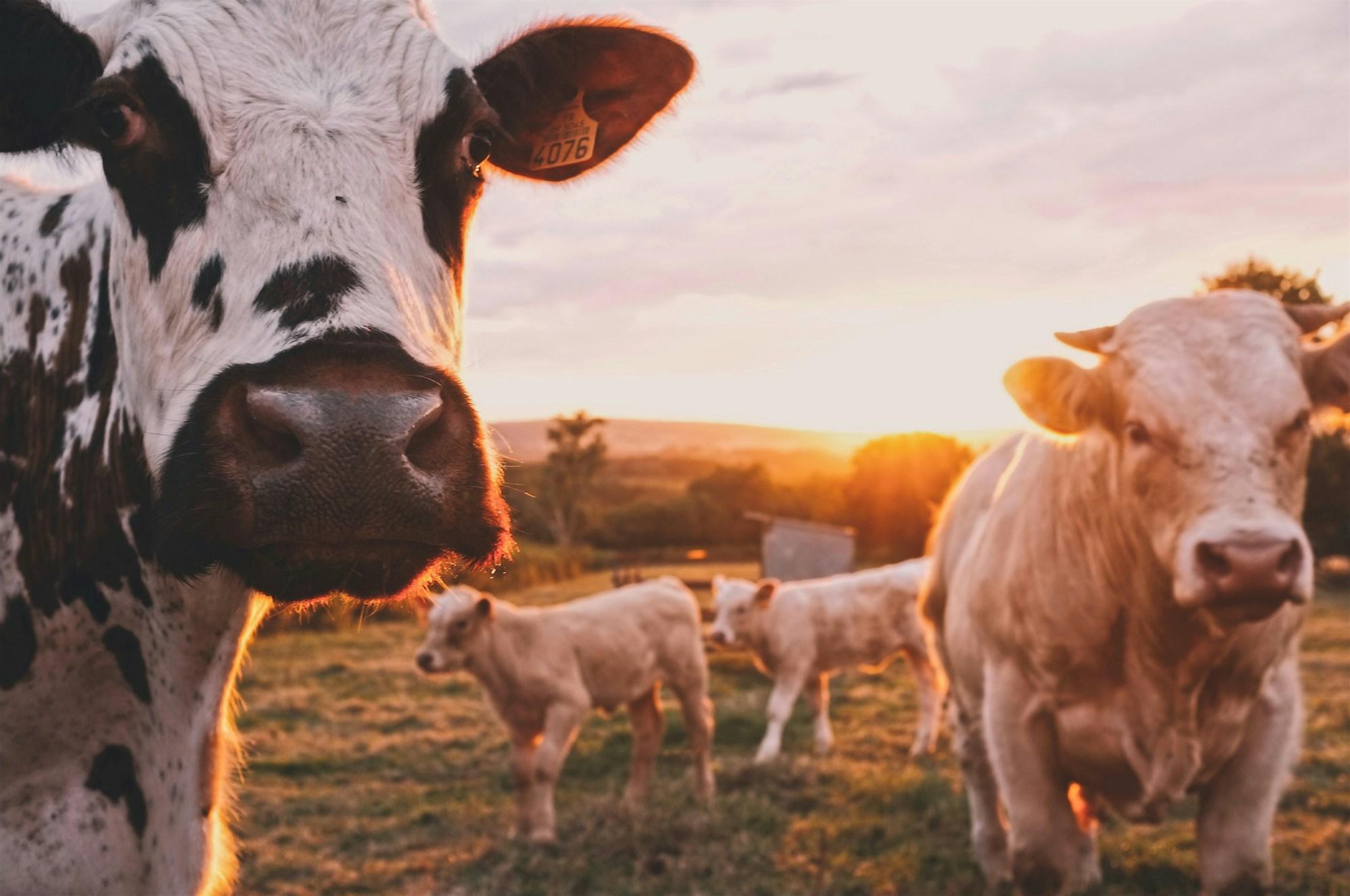 Gir cattle on open ground